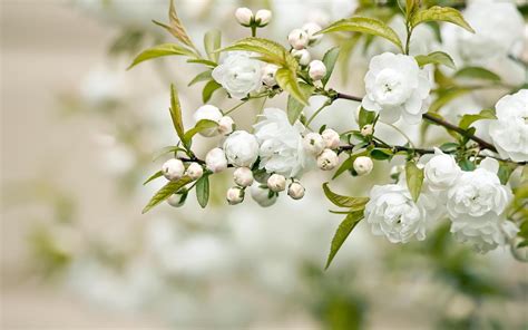 flower background white|white flowers desktop background.